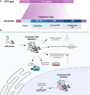 Striatal Chloride Dysregulation and Impaired GABAergic Signaling Due to Cation-Chloride Cotransporter Dysfunction in Huntington’s Disease